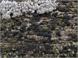 Attēlu rezultāti vaicājumam “Lecidella elaeochroma”