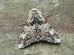 Attēlu rezultāti vaicājumam “Biston strataria”