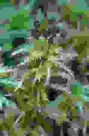 Attēlu rezultāti vaicājumam “Sphagnum squarrosum sporophyte”