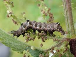 Attēlu rezultāti vaicājumam “Thecabius affinis nymph”