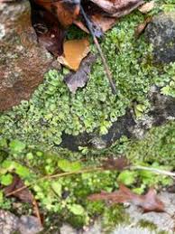 Attēlu rezultāti vaicājumam “Reboulia hemisphaerica”