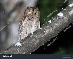 Image result for Otus scops