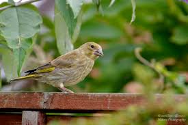Attēlu rezultāti vaicājumam “Chloris chloris male”