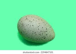 Attēlu rezultāti vaicājumam “Fulica atra eggs”