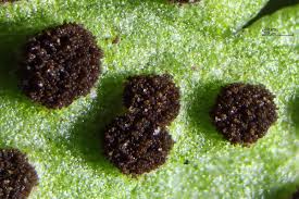 Attēlu rezultāti vaicājumam “Tranzschelia anemones”