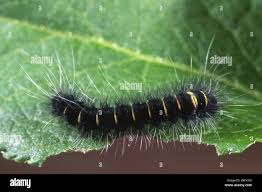 Attēlu rezultāti vaicājumam “Macrothylacia rubi”