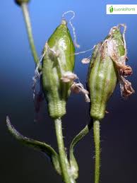 Attēlu rezultāti vaicājumam “Silene tatarica leaf”