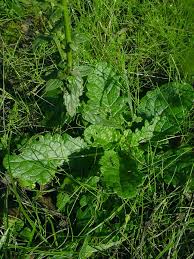 Image result for Verbascum blattaria