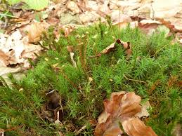 Attēlu rezultāti vaicājumam “Polytrichastrum formosum”