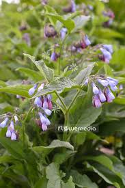 Attēlu rezultāti vaicājumam “Symphytum grandiflorum flower”