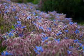 Image result for Borretsch