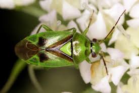 Attēlu rezultāti vaicājumam “Orthops campestris”