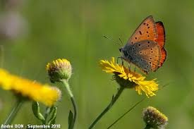 Attēlu rezultāti vaicājumam “Lycaena dispar”