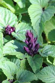 Image result for Salvia splendens