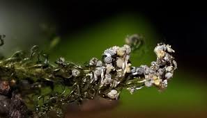 Attēlu rezultāti vaicājumam “Cribraria rubiginosa”