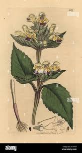 Attēlu rezultāti vaicājumam “Galeopsis speciosa leaf”