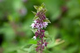 Attēlu rezultāti vaicājumam “Mentha x verticillata”