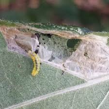 Attēlu rezultāti vaicājumam “Tischeria complanella larva”