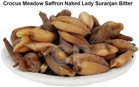 Attēlu rezultāti vaicājumam “Colchicum luteum”