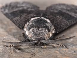 Attēlu rezultāti vaicājumam “Lamellocossus terebra”