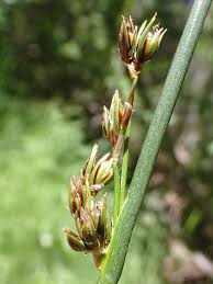 Attēlu rezultāti vaicājumam “Juncus filiformis”