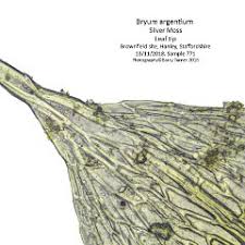 Attēlu rezultāti vaicājumam “Bryum funkii cells”