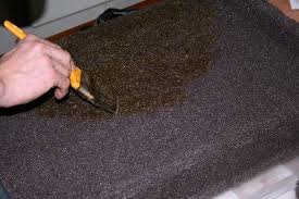 Attēlu rezultāti vaicājumam “Enteridium variabile”