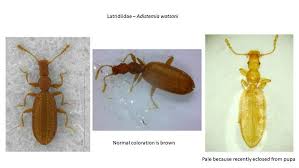 Attēlu rezultāti vaicājumam “Latridiidae”