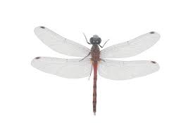 Attēlu rezultāti vaicājumam “Sympetrum”