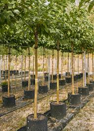 Attēlu rezultāti vaicājumam “Morus alba”