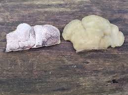 Attēlu rezultāti vaicājumam “Gloeoporus pannocinctus”