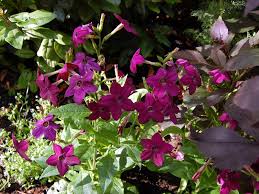 Image result for Nicotiana x sanderae