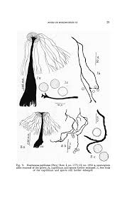 Attēlu rezultāti vaicājumam “Enerthenema papillatum spores”
