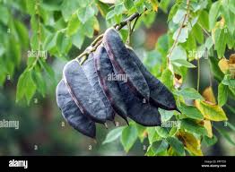 Attēlu rezultāti vaicājumam “Gymnocladus dioicus leaf”
