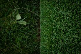 Image result for Astroturf