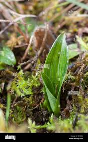 Attēlu rezultāti vaicājumam “Ophrys insectifera leaf”