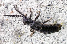 Attēlu rezultāti vaicājumam “Phosphaenus hemipterus male”