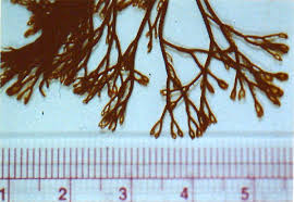 Attēlu rezultāti vaicājumam “Ceramium sp.”