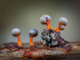 Attēlu rezultāti vaicājumam “Physarum psittacinum stalked”