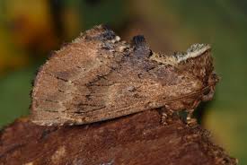 Attēlu rezultāti vaicājumam “Ptilodon capucina”