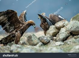 Attēlu rezultāti vaicājumam “Aquila chrysaetos adult”