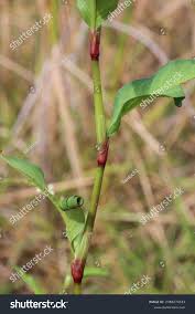 Attēlu rezultāti vaicājumam “Persicaria hydropiper”