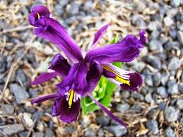 Attēlu rezultāti vaicājumam “Iris rosenbachiana”