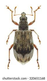 Attēlu rezultāti vaicājumam “Polydrusus tereticollis”