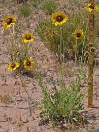 Image result for Gaillardia