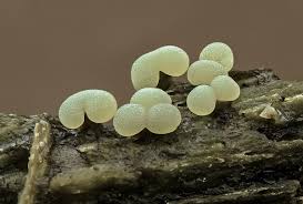 Attēlu rezultāti vaicājumam “Badhamia panicea macro”