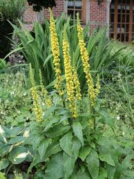 Image result for Königskerzen