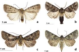 Attēlu rezultāti vaicājumam “Charissa ambiguata”