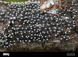 Attēlu rezultāti vaicājumam “Didymium minus spores”