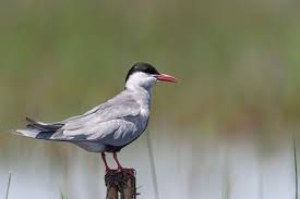 Attēlu rezultāti vaicājumam “Chlidonias hybrida”